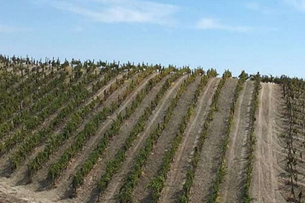 bivongi doc vigneti