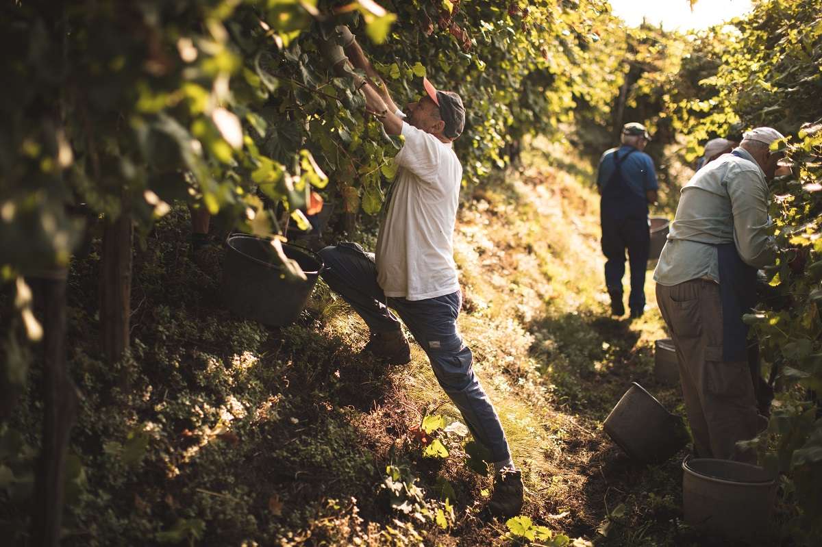Vendemmie eroiche nelle colline del Conegliano Valdobbiadene Prosecco Superiore_ph Beatrice Pilotto