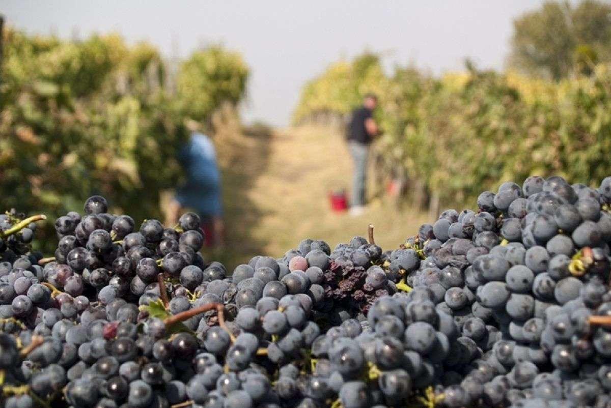 Montepulciano tra mete preferite da enoturisti per vacanze in vendemmia. Nel 2022 varato progetto doggy e wine bag contro spreco alimentare