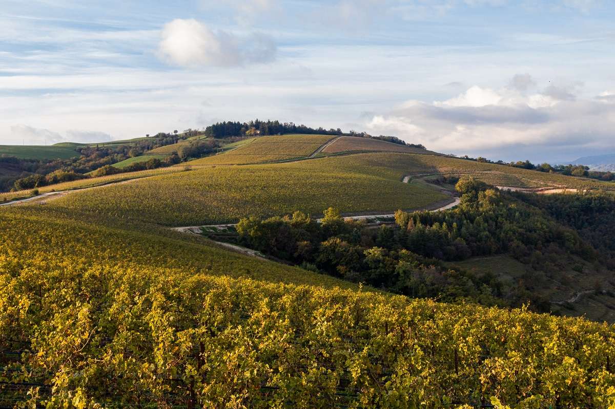 i vigneti in Valpantena de La Collina dei Ciliegi peratara