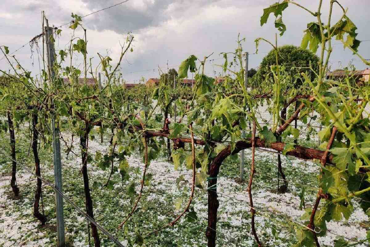 Sui quantitativi in diminuzione incidono soprattutto gli scarsi volumi provenienti dall’Unione Europea, dove soprattutto Italia, Spagna e Grecia hanno registrato un calo produttivo importante rispwetto al 2022 a causa di condizioni climatiche sfavorevoli e al proliferare della peronospora