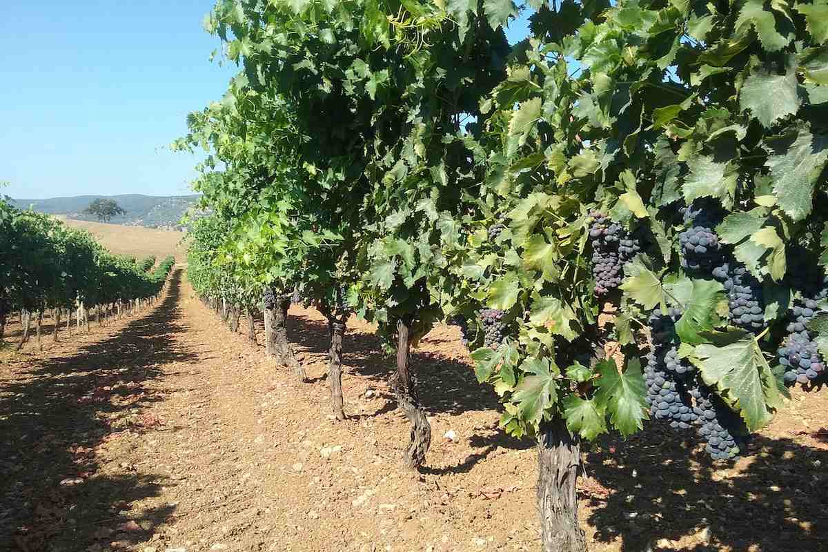 Caldo e mancanza di piogge da una parte hanno sicuramente influito positivamente sulla qualità delle uve, dall’altra hanno determinato un alleggerimento dei frutti, con una conseguente riduzione volumica del raccolto