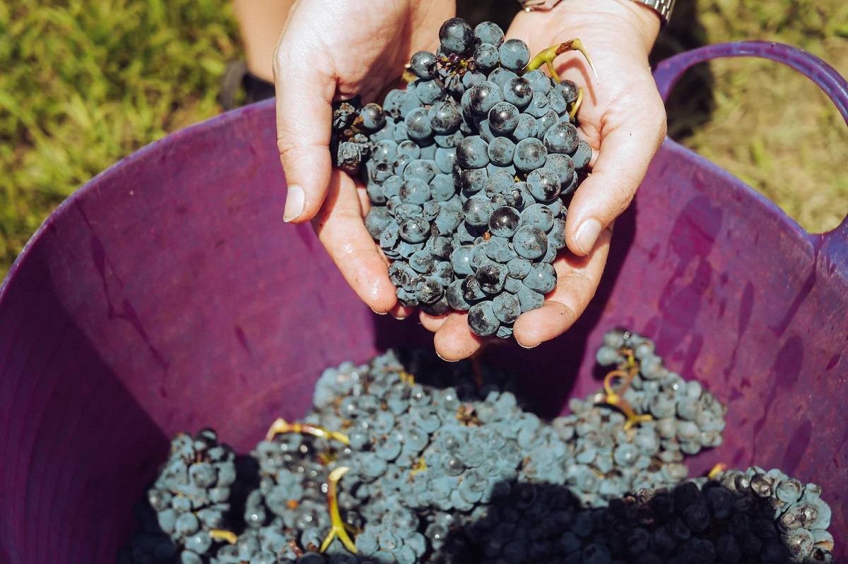 Assoenologi, Ismea e UIV rivedono al ribasso stime su vendemmia 2023: calo fino al -24% sullo scorso anno. Prodotti 40 milioni di ettolitri