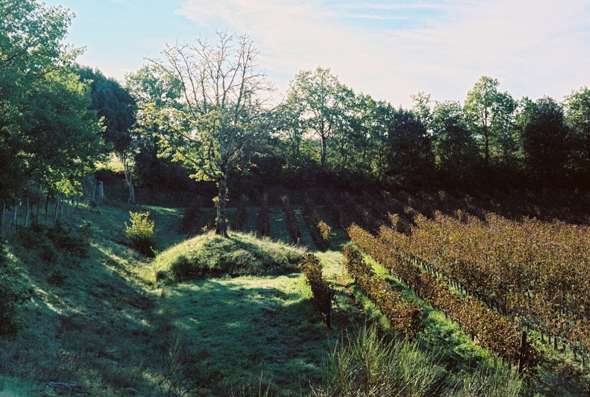 tenuta_licinia_valdichiana_vigneto