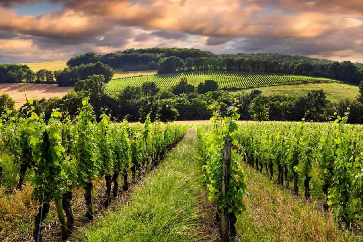 Nello specifico, i vini hanno raggiunto gli 11,3 miliardi di euro (-3%), a 122,6 milioni di casse (-9,4%), mentre le vendite mondiali di spirits francesi sono diminuite del 12% a 4,8 miliardi di euro, con volumi scesi a 48,4 milioni di casse (-13%).
