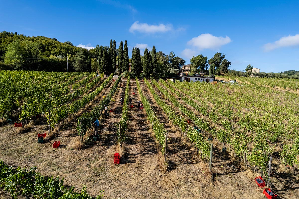 Vigneto Nobile di Montepulciano