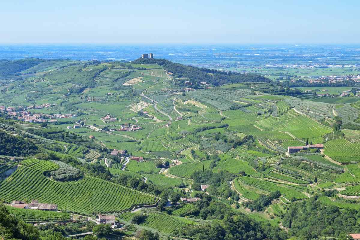 Consorzio Valpolicella chiude bilancio 2023 con +20,7% ricavi (3,8 milioni), 38 nuovi ingressi, 80% risorse investite in promozione.