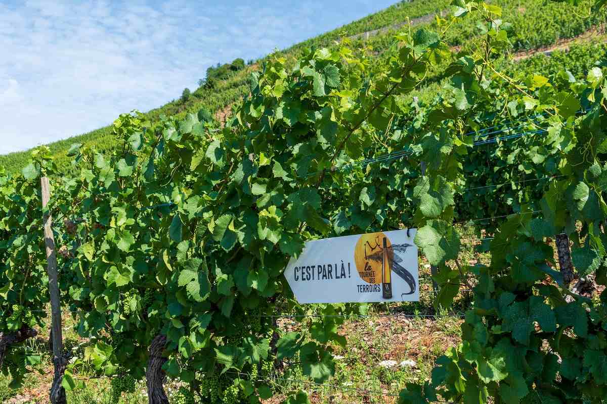 Tra festival musicale itinerante e degustazione di vini, fino a 21 luglio Tournée des Terroirs è viaggio alla scoperta dei terroir d'Alsazia.
