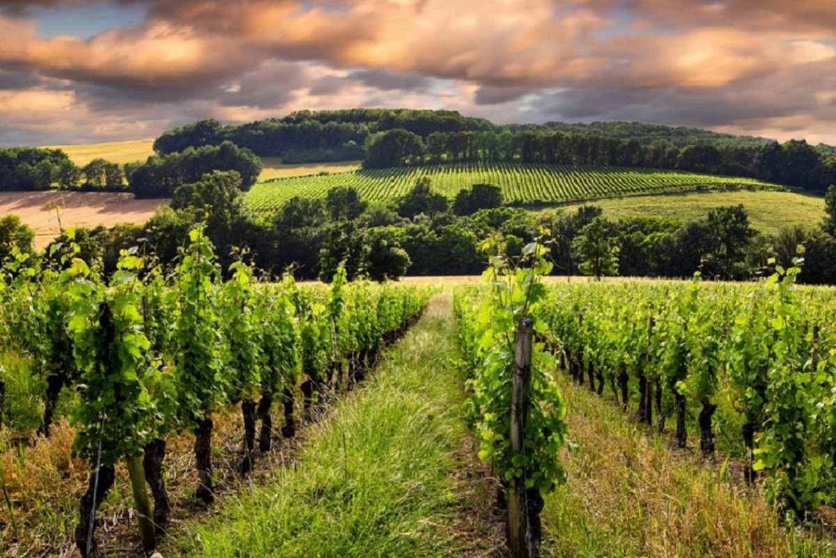 Molti imprenditori cinesi che hanno acquistato aziende vitivinicole nella regione di Bordeaux stanno lasciando uno dopo l’altro, acuendo di fatto la crisi senza fine che sta attraversando il pregiato vino francese.