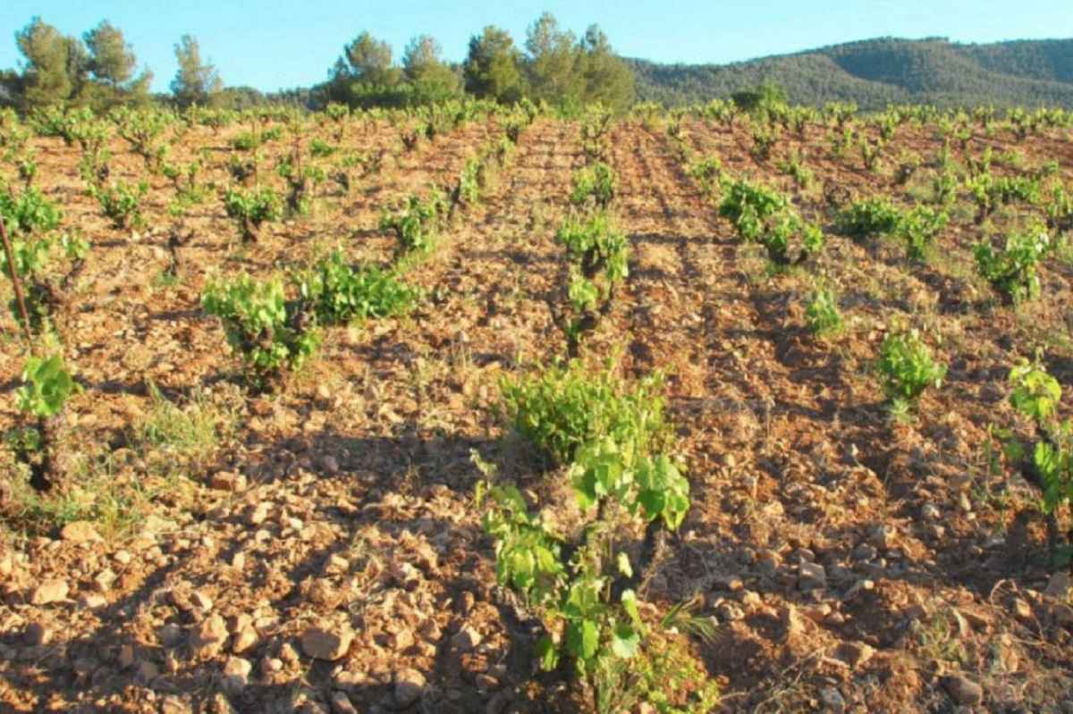 Jumilla a due facce: raccolto più scarso della storia ma qualità top. A causa della siccità -40% di uva rispetto aglle ultime vendemmie.