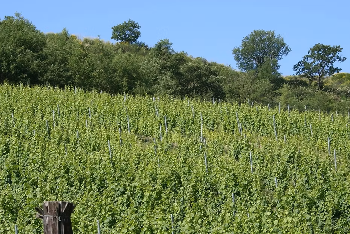 i vigneti di Masseria Falvo