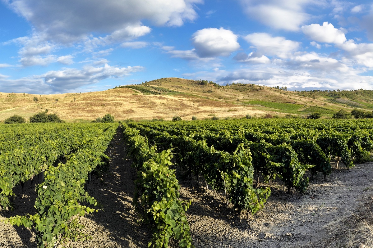 Calabria, terra di vino dall’anima antica che si scopre contemporanea