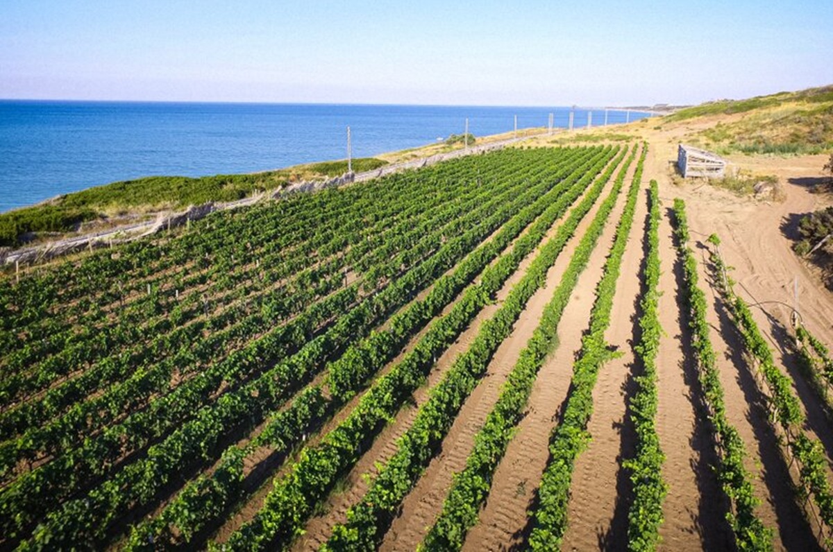 i vigneti sul mare di Cantina Campana