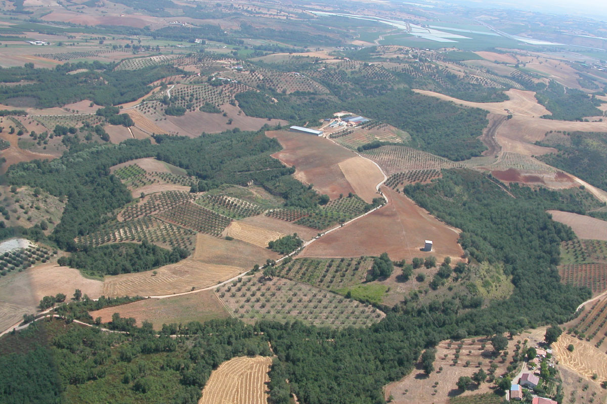 vista su vigneti e oliveti di Serracavallo nelle Terre di Cosenza