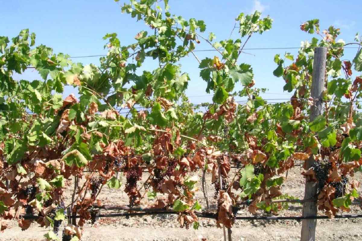 Cambiamenti clima: secondo studio pubblicato su PLOS Climate, in Europa impatto maggiore, con mutazioni fenologia uve e stile vino.