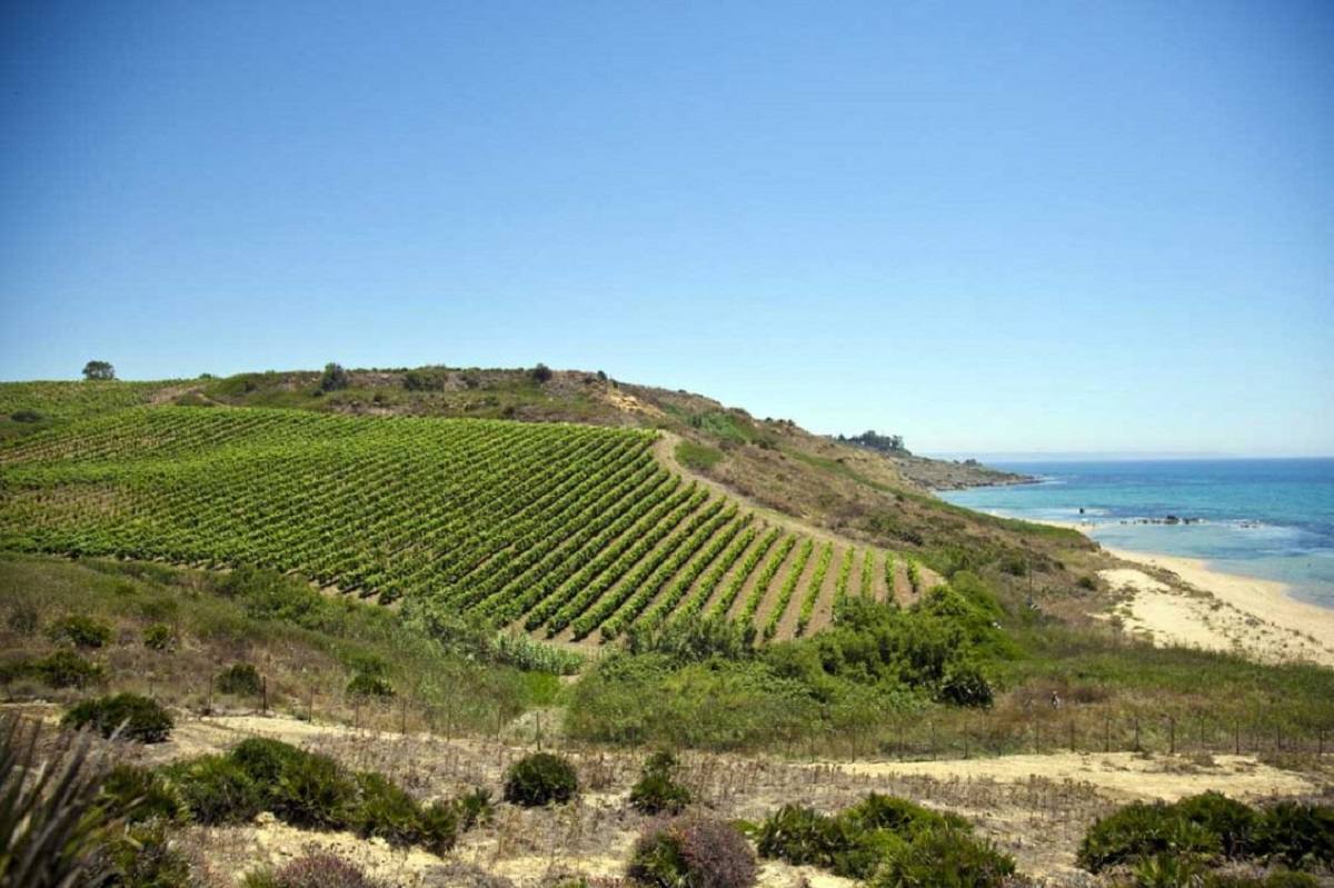 Le regioni vinicole europee hanno registrato gli aumenti più estremi nei parametri di riscaldamento, in particolare nella frequenza delle giornate calde e nelle temperature massime durante la stagione vegetativa.