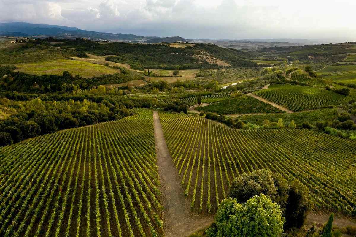 Brunello di Montalcino nel 2025 cresce negli USA in volumi e valore. Secondo UIV, +7,7% a volume e +2% a valore. Prosegue tour negli States