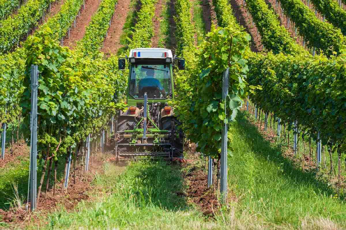 Vigneti, chi ha piantato può estirpare. Eppure non sempre è così. Una scelta tecnica che può diventare una questione legale.