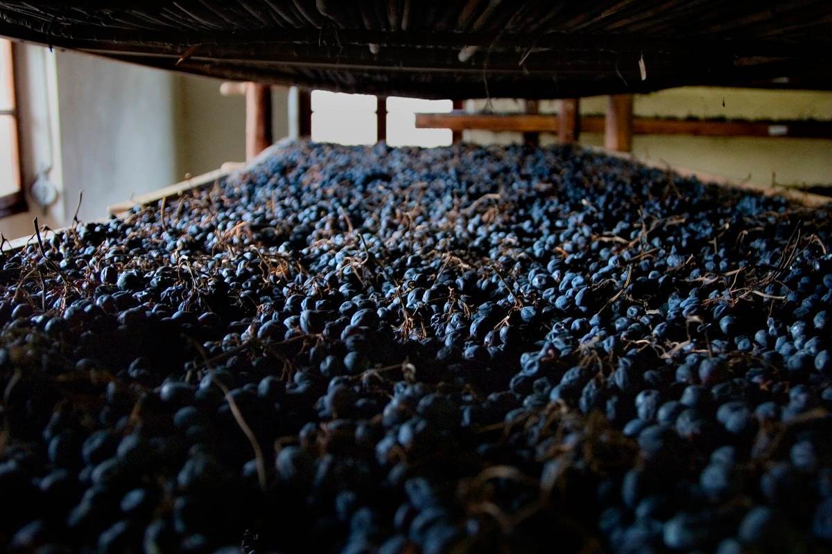 Valpolicella, il rito millenario dell’appassimento delle uve candidato a patrimonio immateriale UNESCO. Decisione attesa nel 2027.