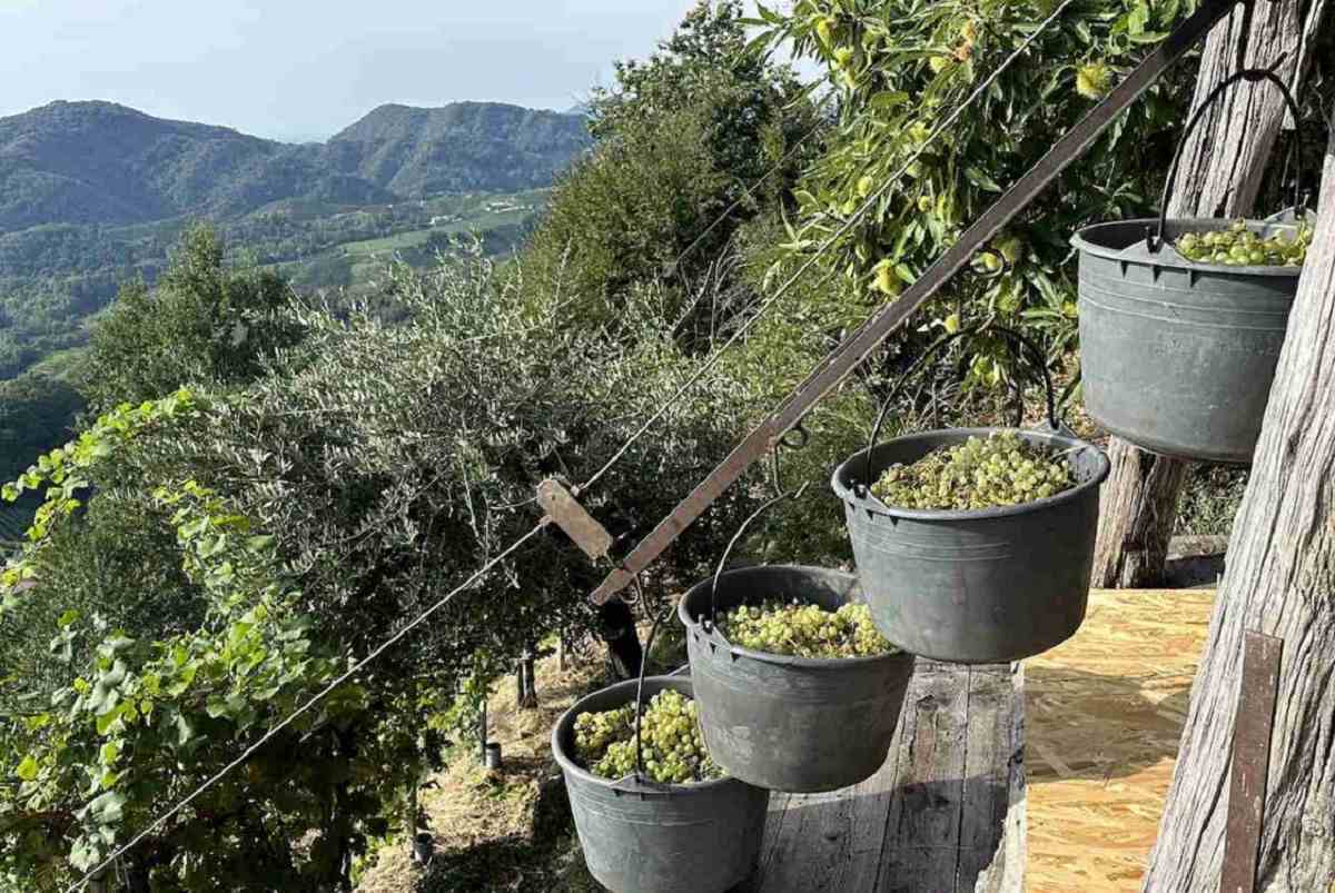 Il Veneto censisce i suoi vigneti eroici e storici. Giunta regionale avvia registro ufficiale per tutelare vigne più fragili e preziose