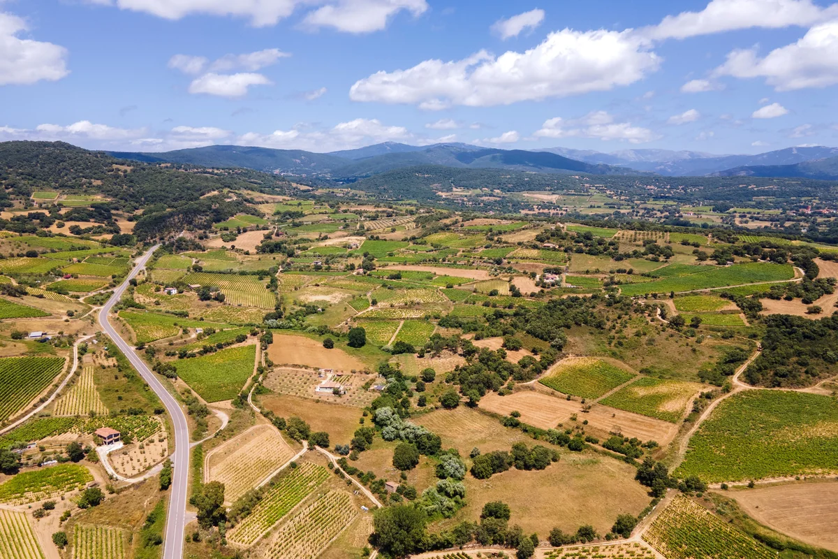 vigneti in Mandrolisai